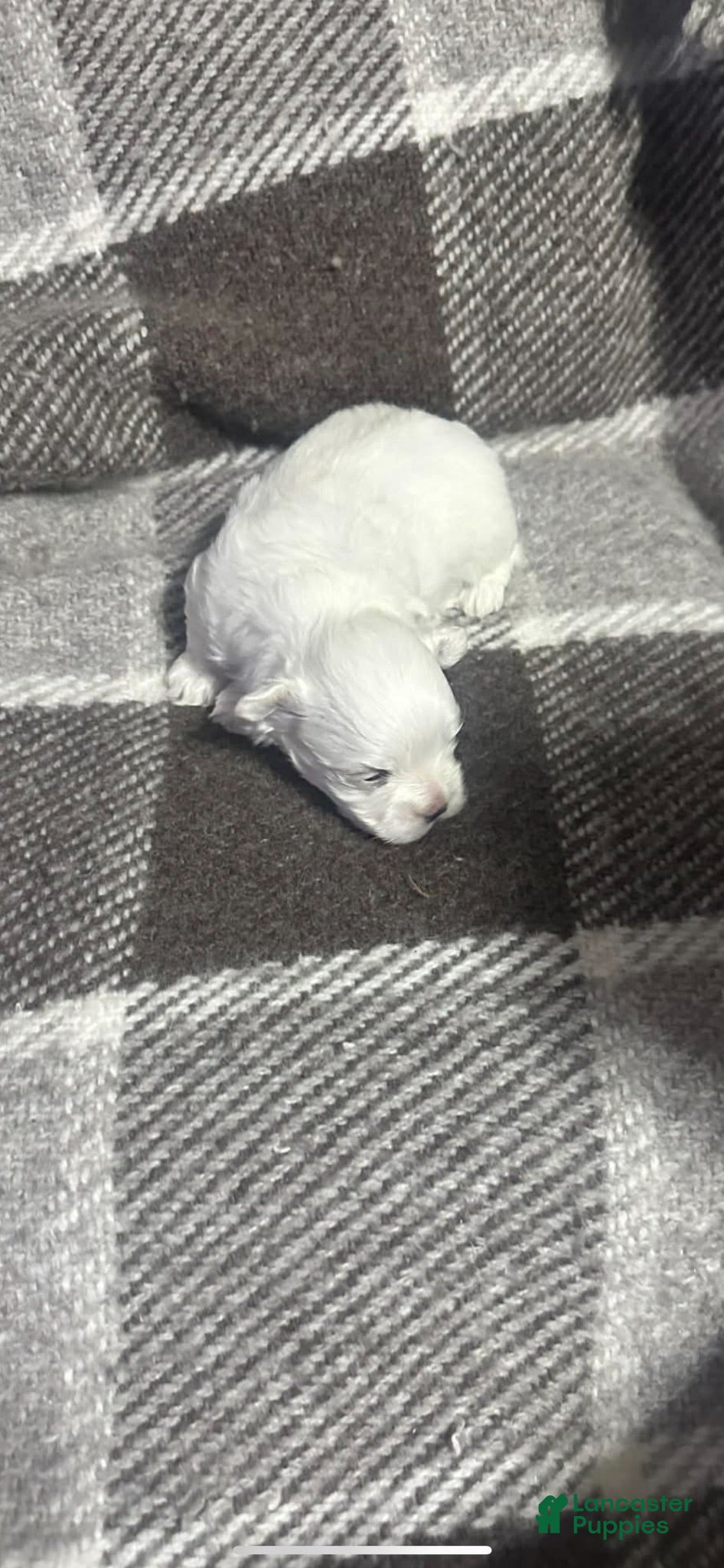 Maltese dogs Maltese 1 - Ad 1