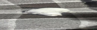 Maltese 1