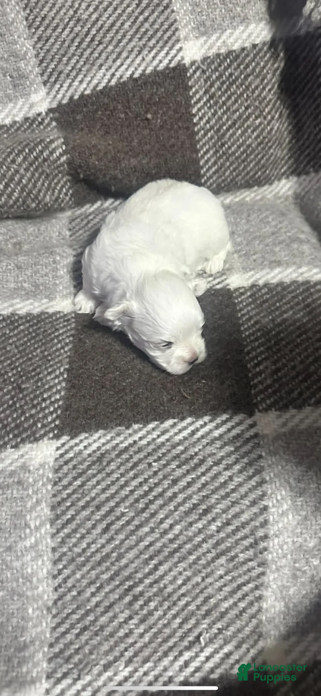Maltese dogs for sale: Maltese 1 - Ad 1