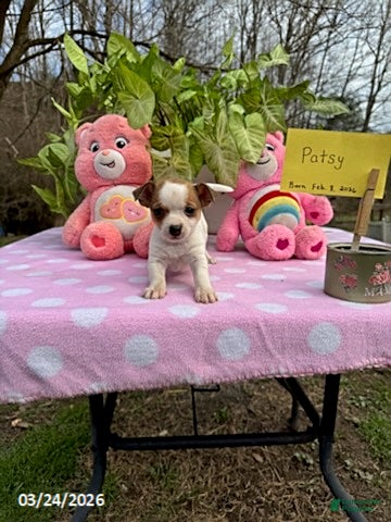 Chihuahua dogs Patsy - Ad 1