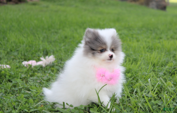 Pomeranian dogs Flora - Ad 2