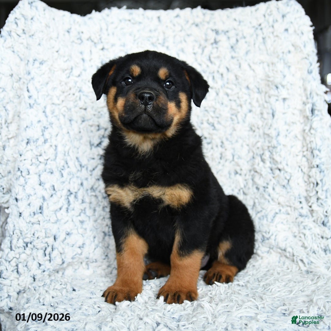 Rottweiler dogs for sale: Sterling - Ad 3