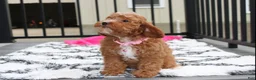 Cockapoo dogs for sale: Felicity  - Ad 8