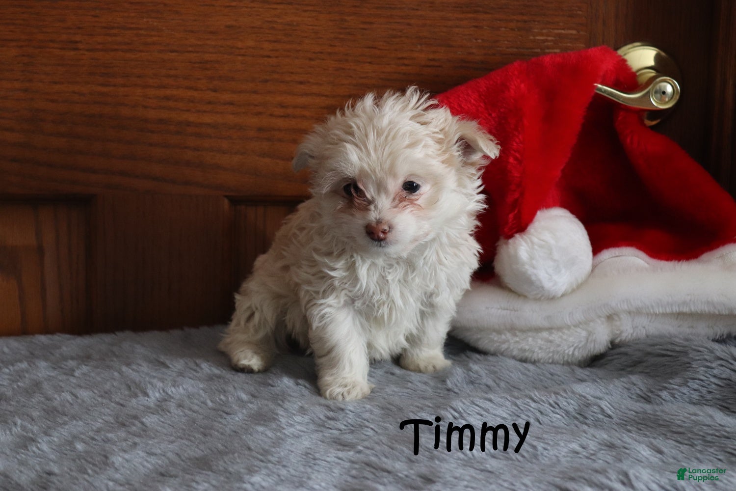 Miniature Poodle dogs Timmy - Ad 36