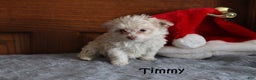 Miniature Poodle dogs for sale: Timmy - Ad 1