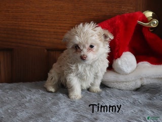 Miniature Poodle dogs Timmy - Ad 36