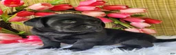 Labrador Retriever dogs for sale: Molly - Ad 6