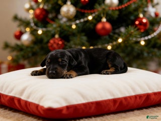 Doberman Pinscher dogs Veteran - Ad 21