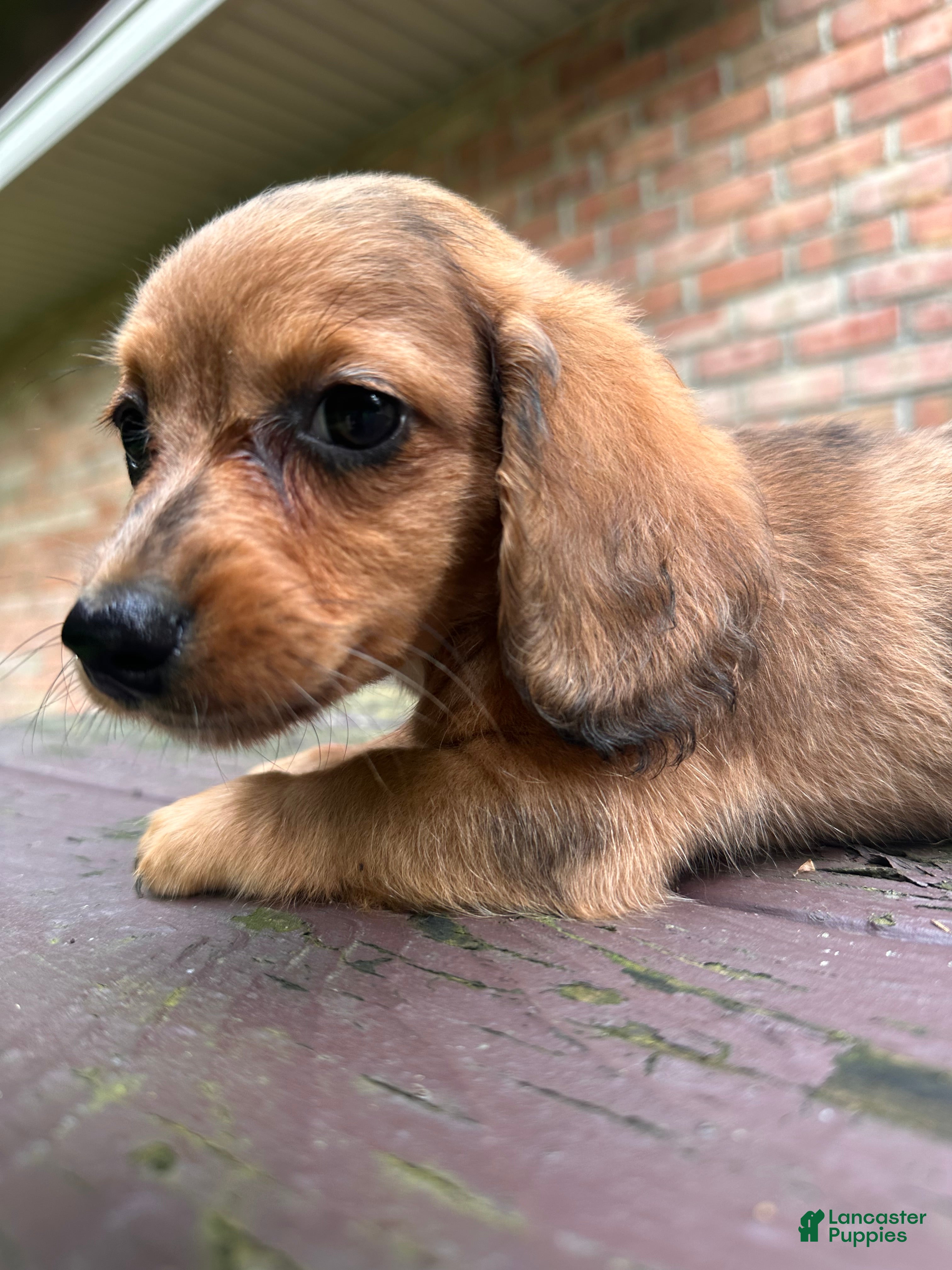 Dachshund dogs Female Four - Ad 2