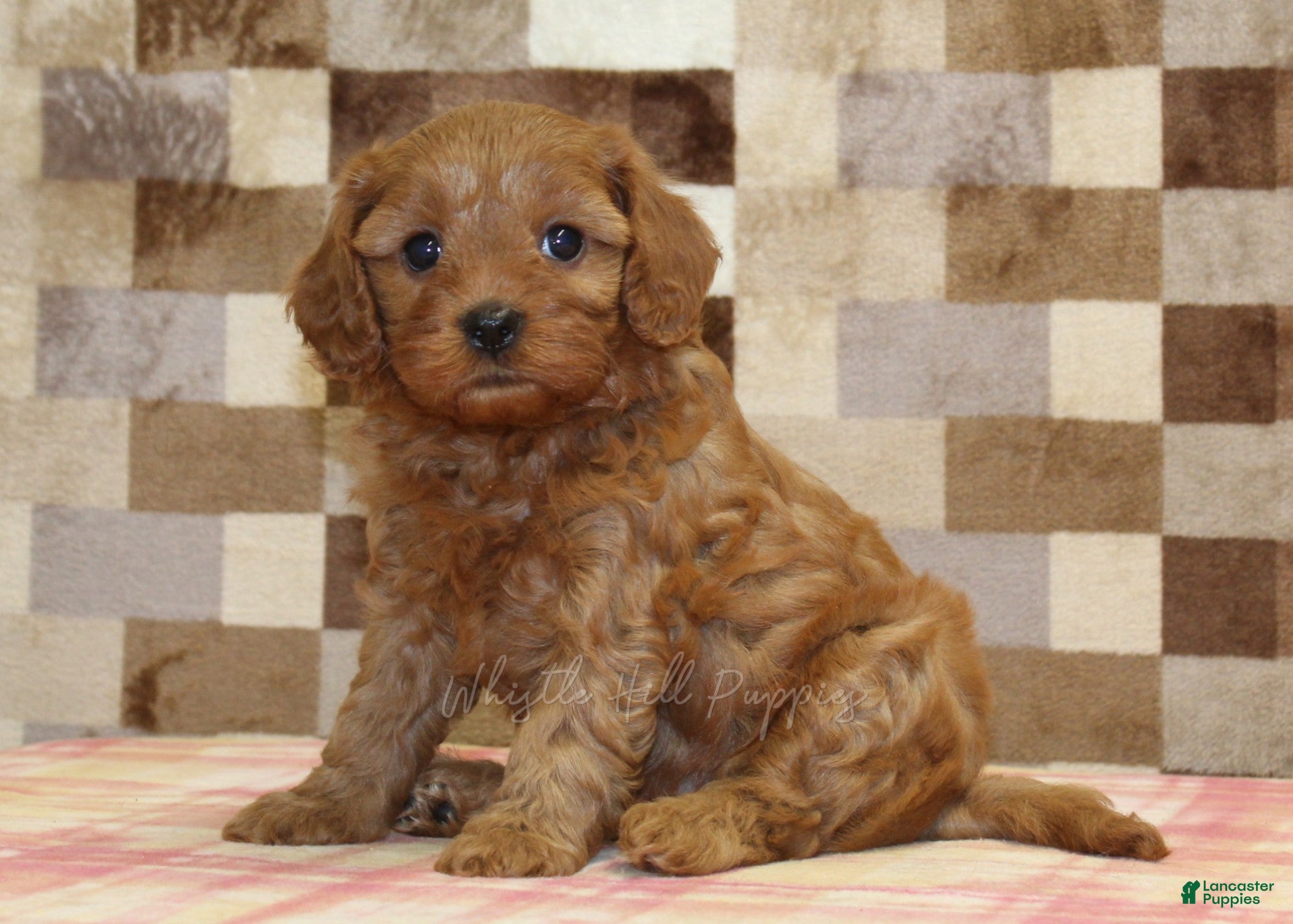 Cavapoo dogs Dolly - Ad 1