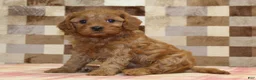 Cavapoo dogs for sale: Dolly - Ad 5