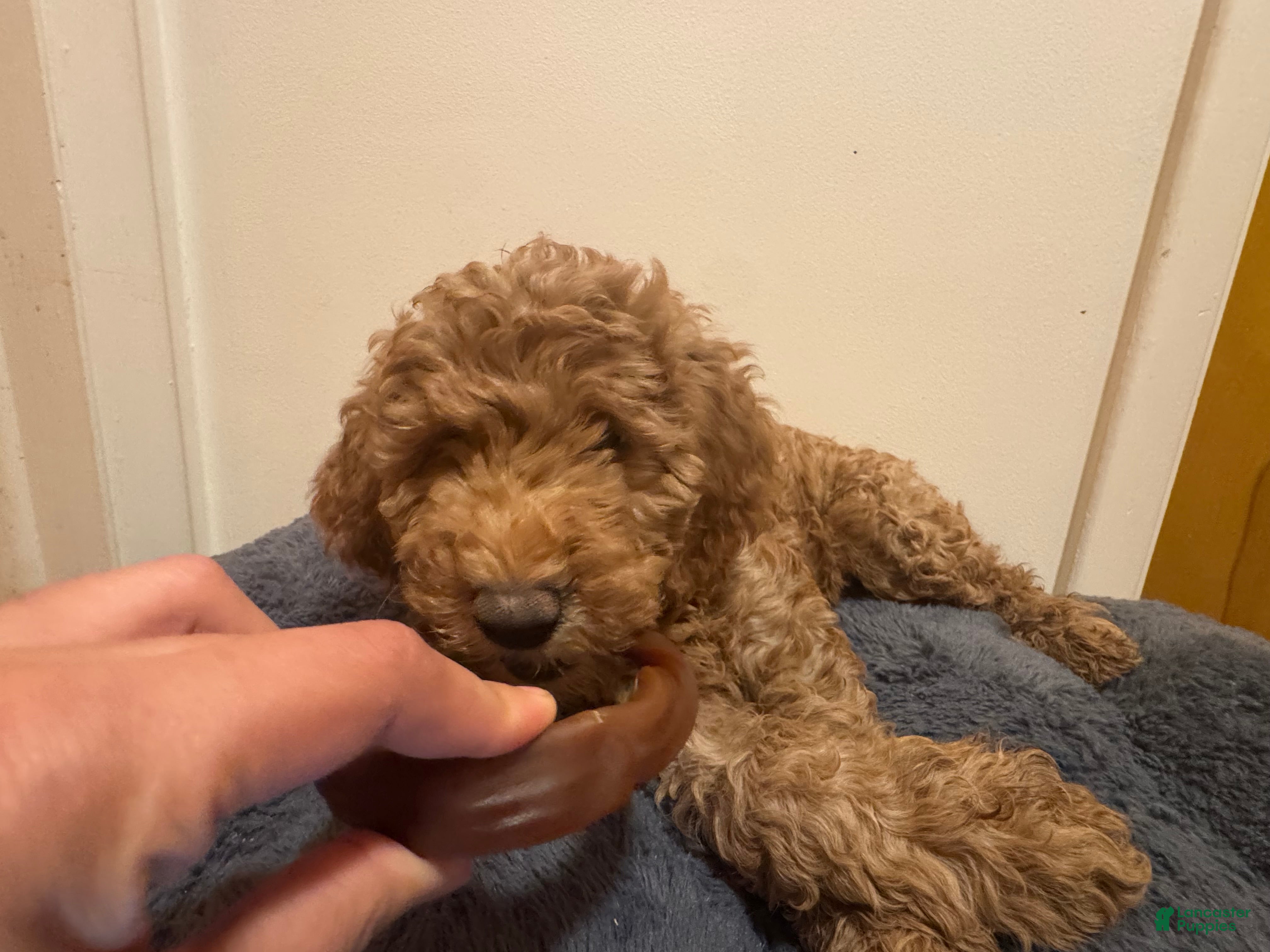 Double Doodle dogs Brie - Ad 3