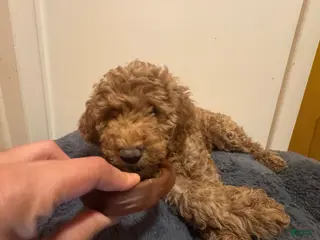 Double Doodle dogs Brie - Ad 3