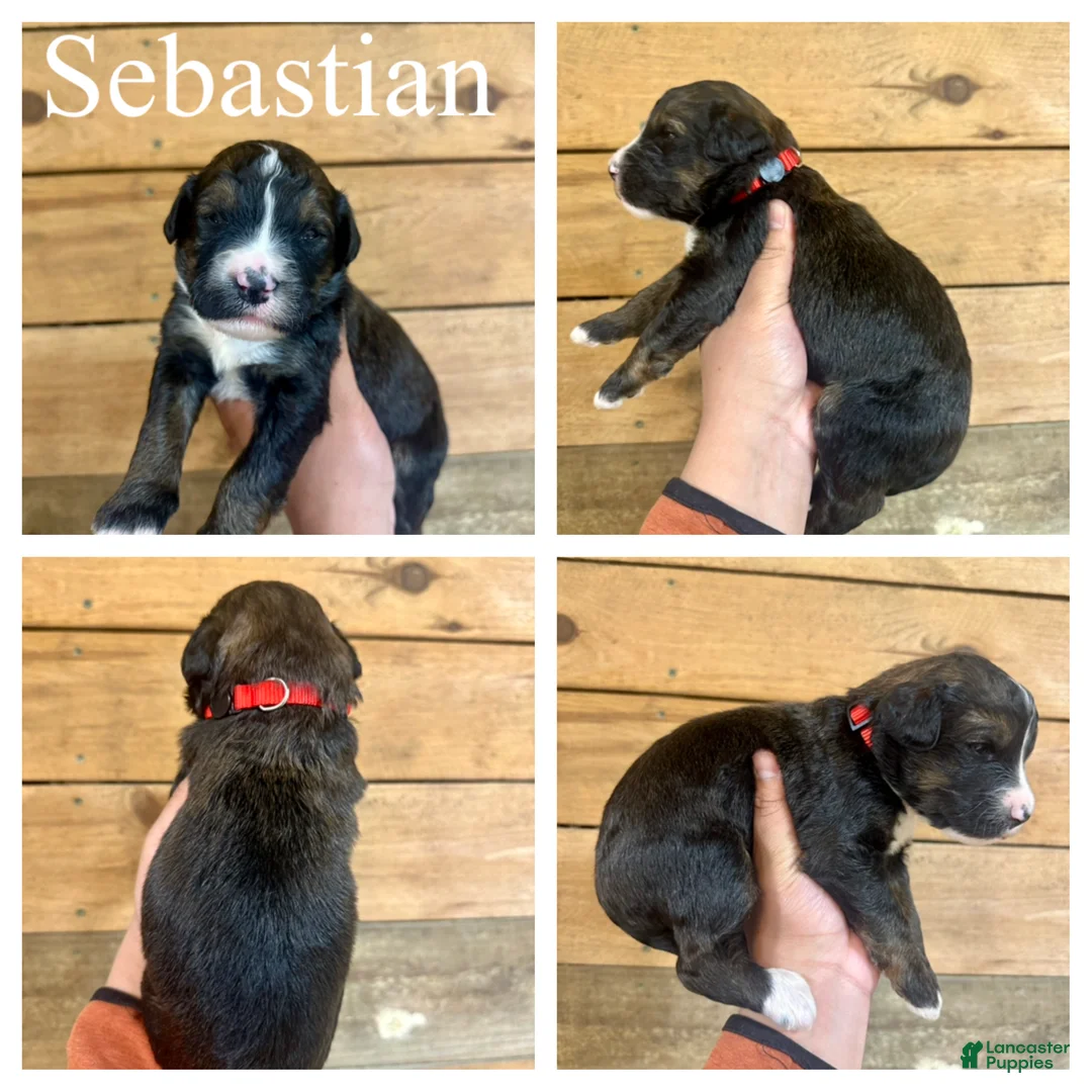 Bernedoodle dogs for sale: Sebastian- Standard F1 - Ad 1