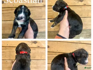 Bernedoodle dogs Sebastian- Standard F1 - Ad 33