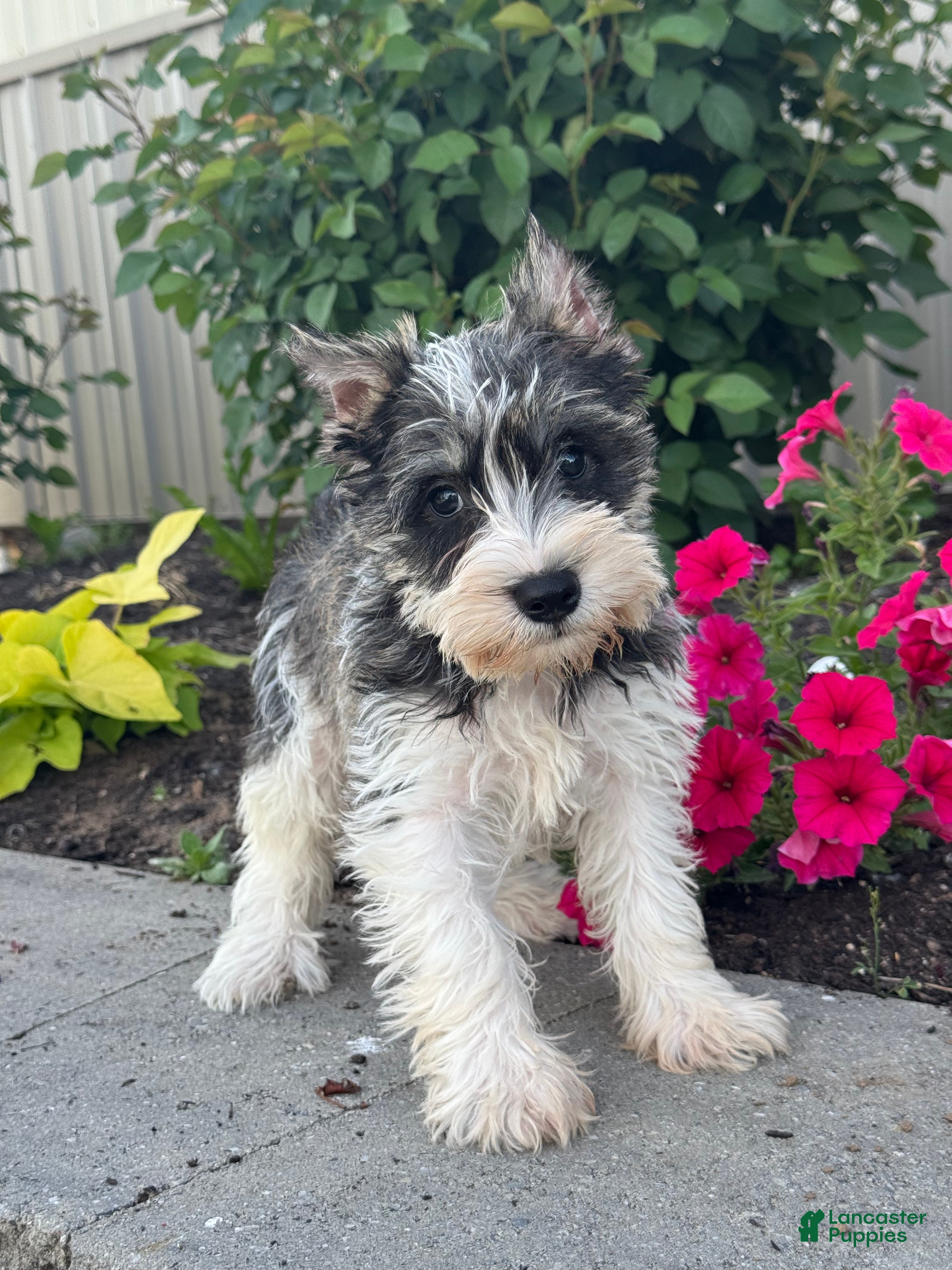 Miniature Schnauzer dogs Mahlia 🦩 - Ad 42