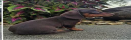 Dachshund dogs for sale: Rock - Ad 9