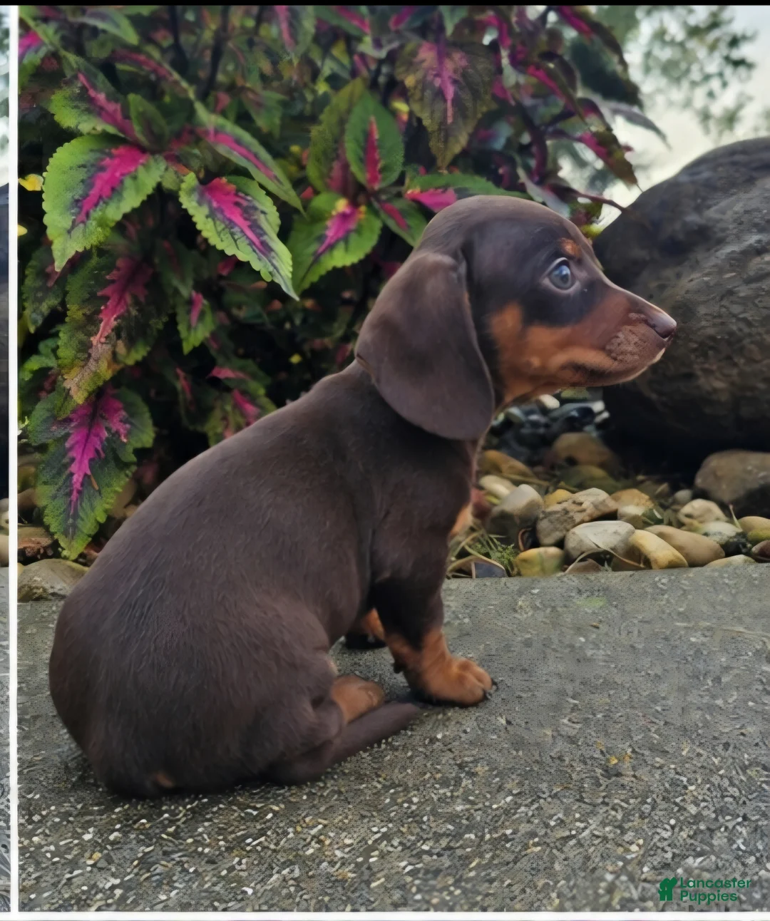 Dachshund dogs for sale: Rock - Ad 9