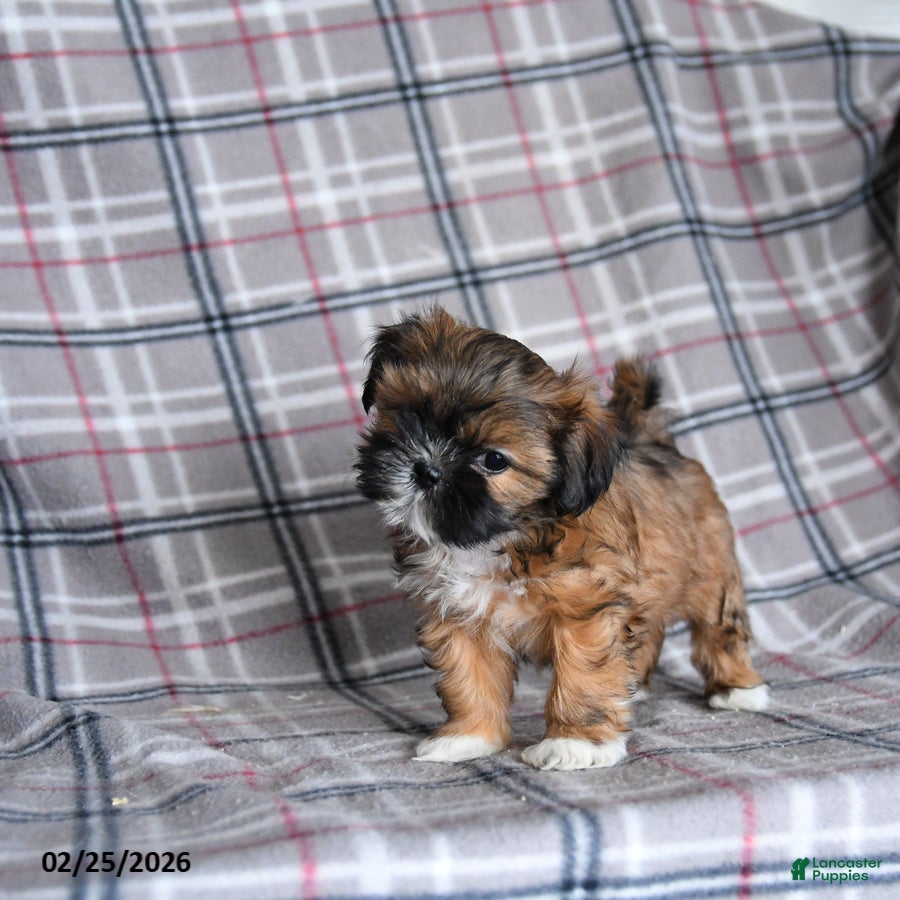 Shih Tzu dogs Sofie - Ad 2