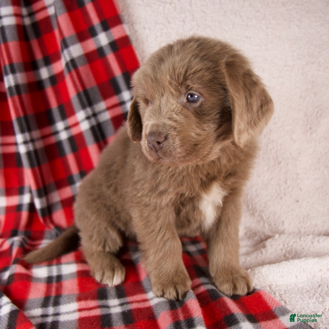 Newfoundland dogs for sale: Fletcher - Ad 3