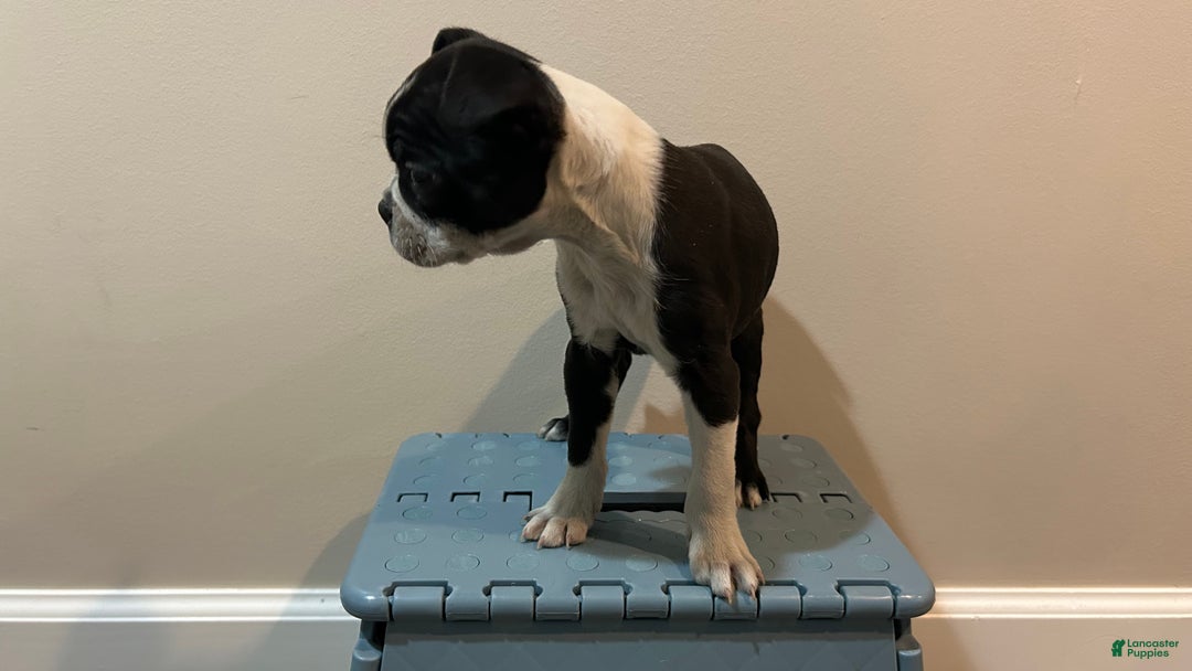 Boston Terrier dogs for sale: Megan - Ad 3