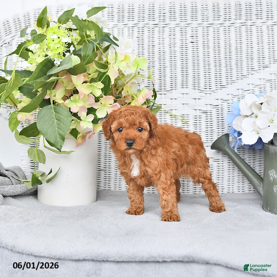 Mini Aussiedoodle dogs for sale: Myla - Ad 2