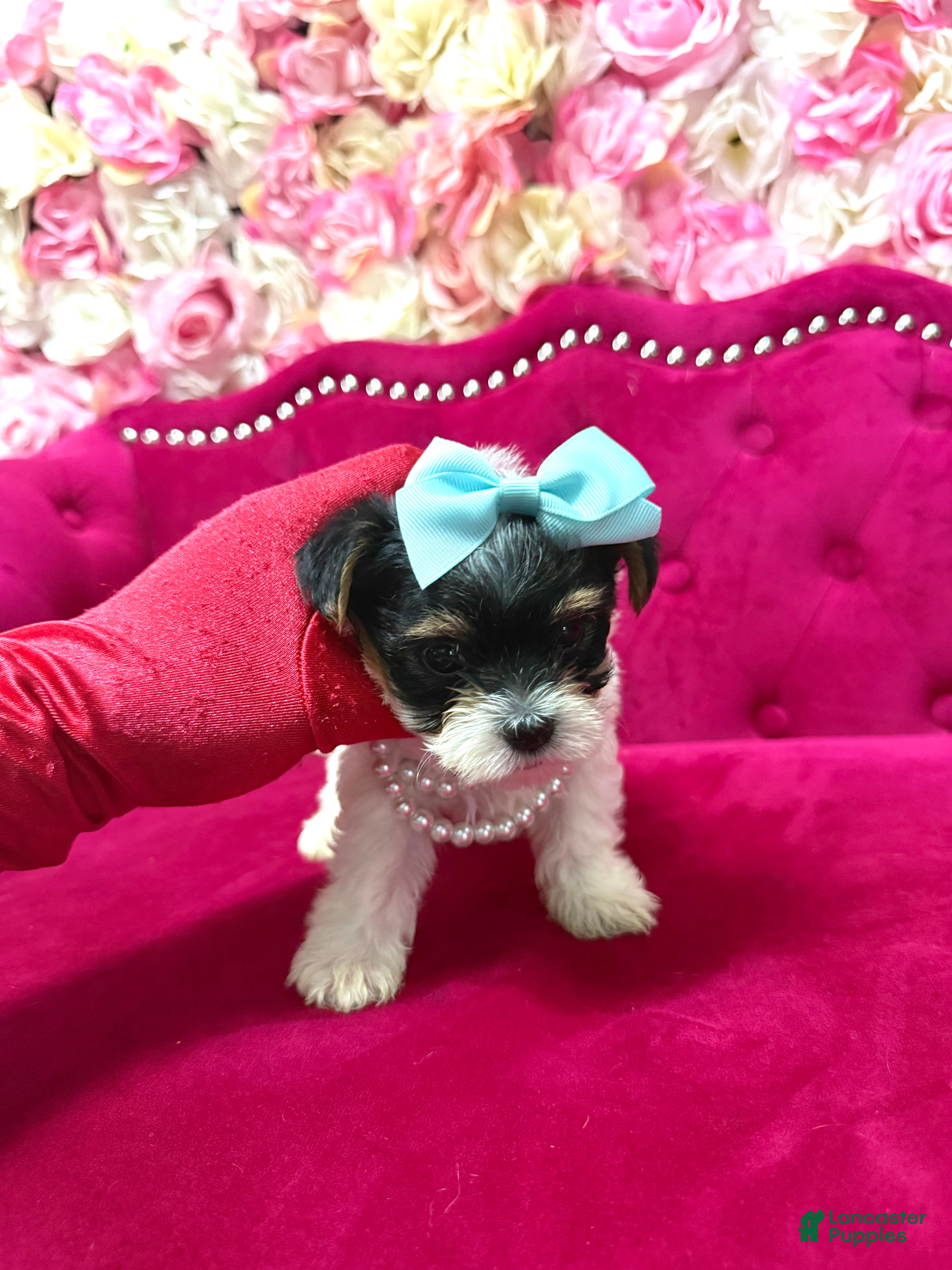Morkie dogs Benz  - Ad 2
