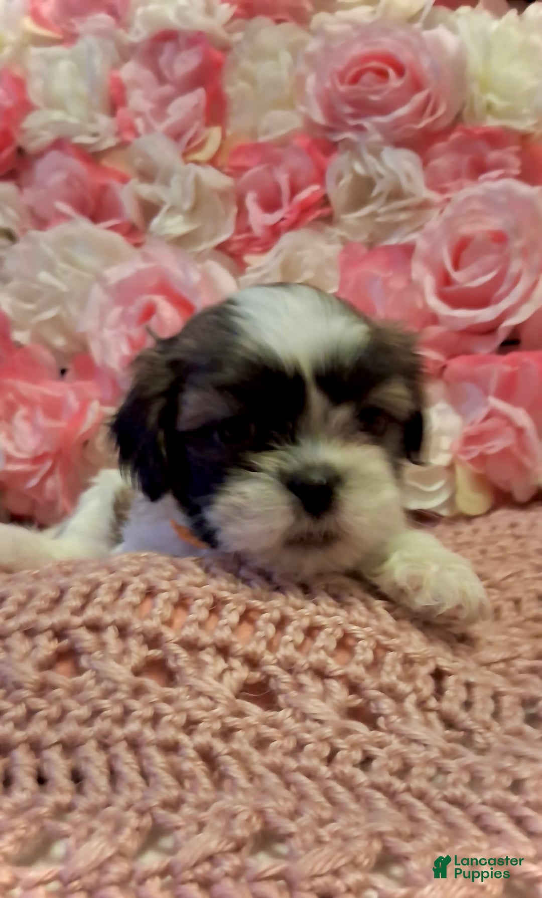 Shih Tzu dogs for sale: Shih Tzu Puppy 4 - Ad 3