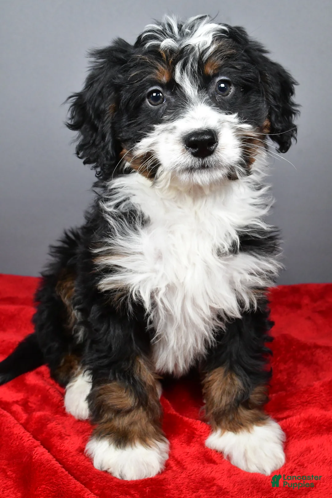 Mini Bernedoodle dogs for sale: Emily - Ad 5