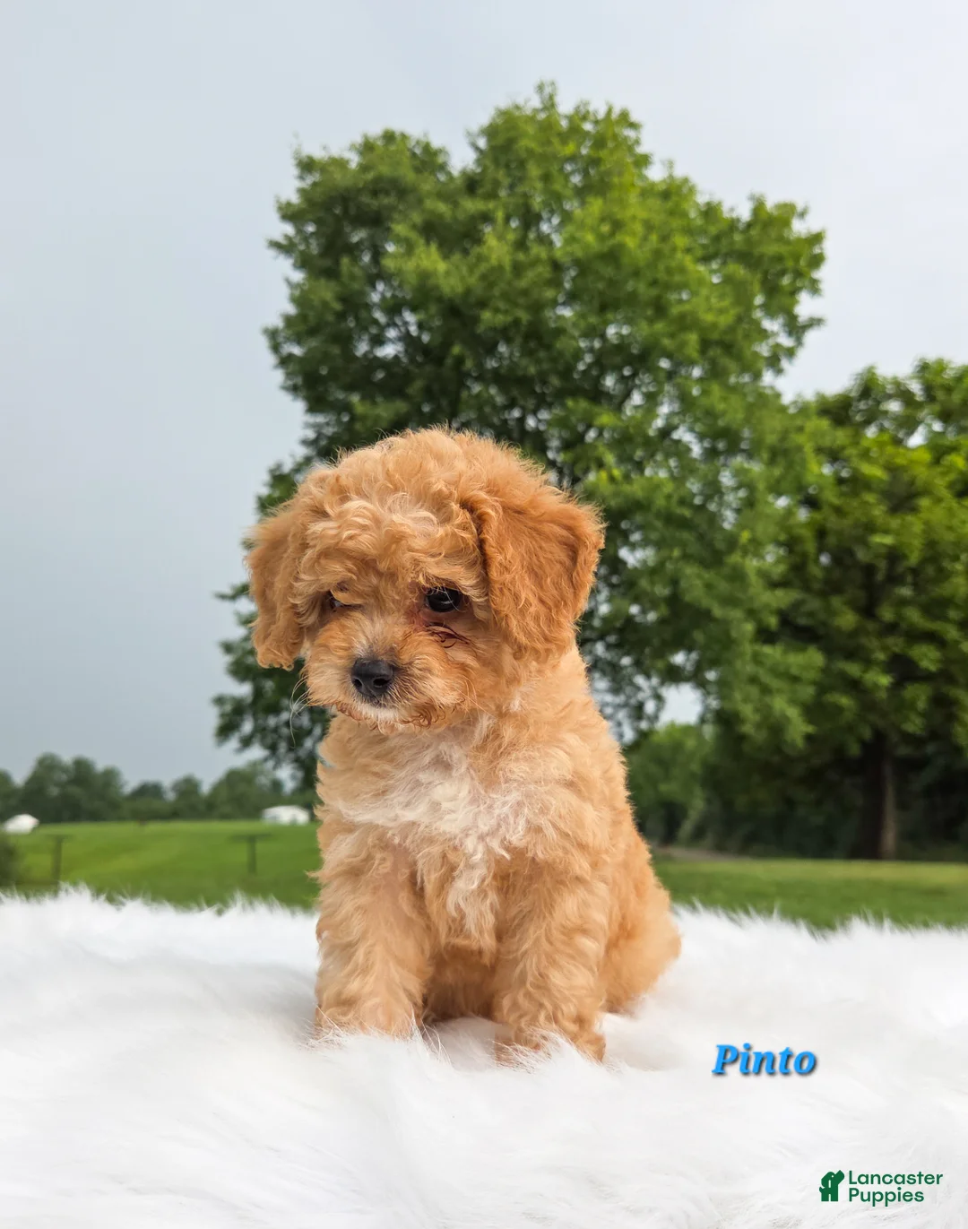 Cavapoo dogs for sale: Pinto - Ad 1