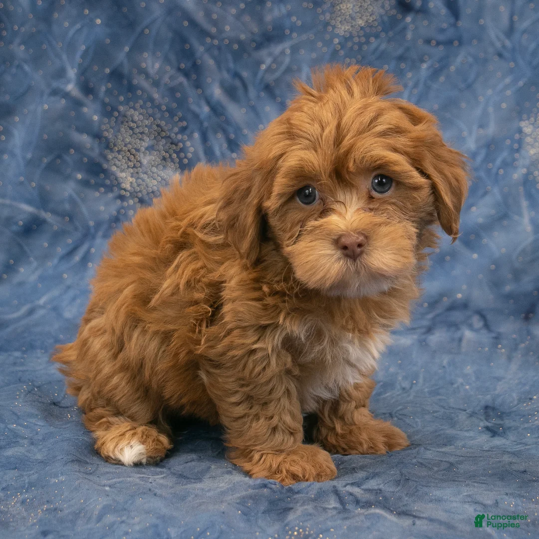 Havapoo dogs for sale: Baxter - Ad 1