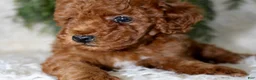 Miniature Poodle dogs for sale: Miniature Poodle 4 - Ad 5