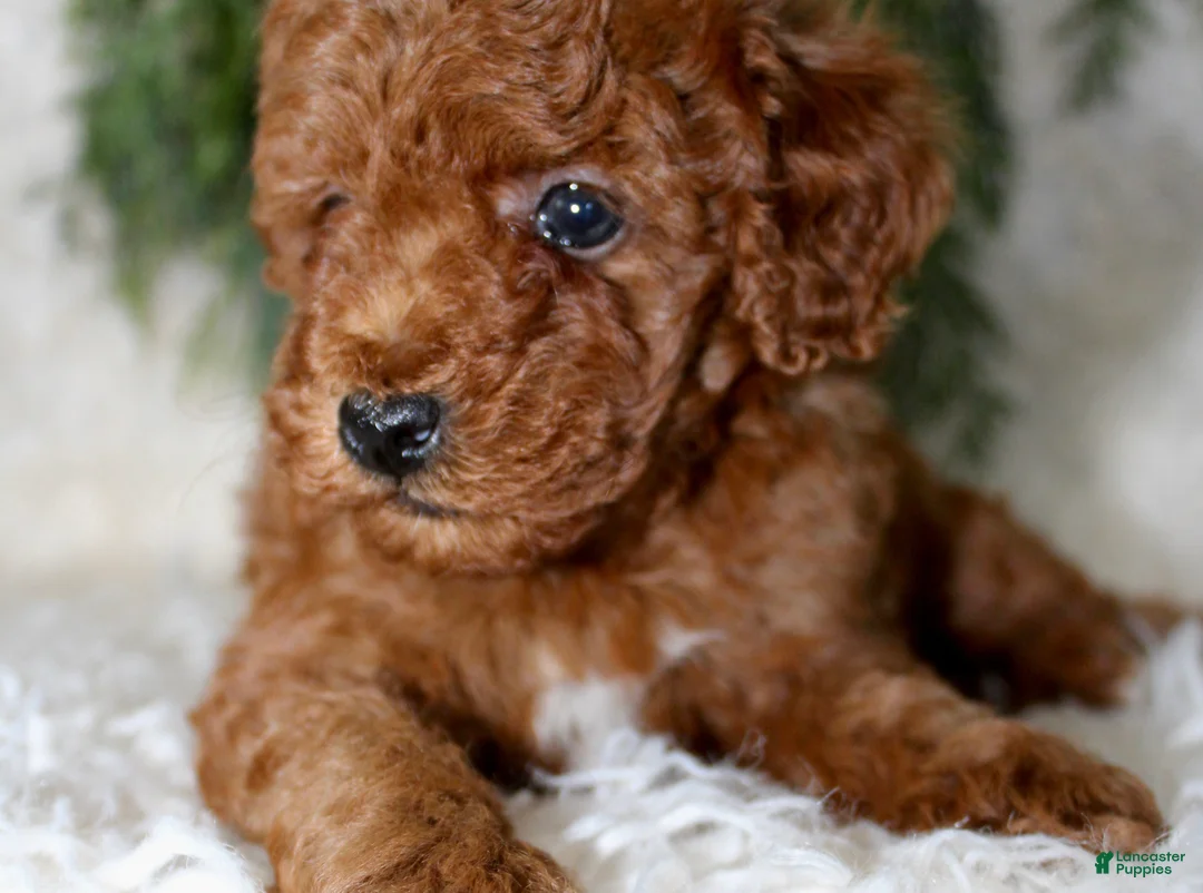 Miniature Poodle dogs for sale: Miniature Poodle 4 - Ad 5
