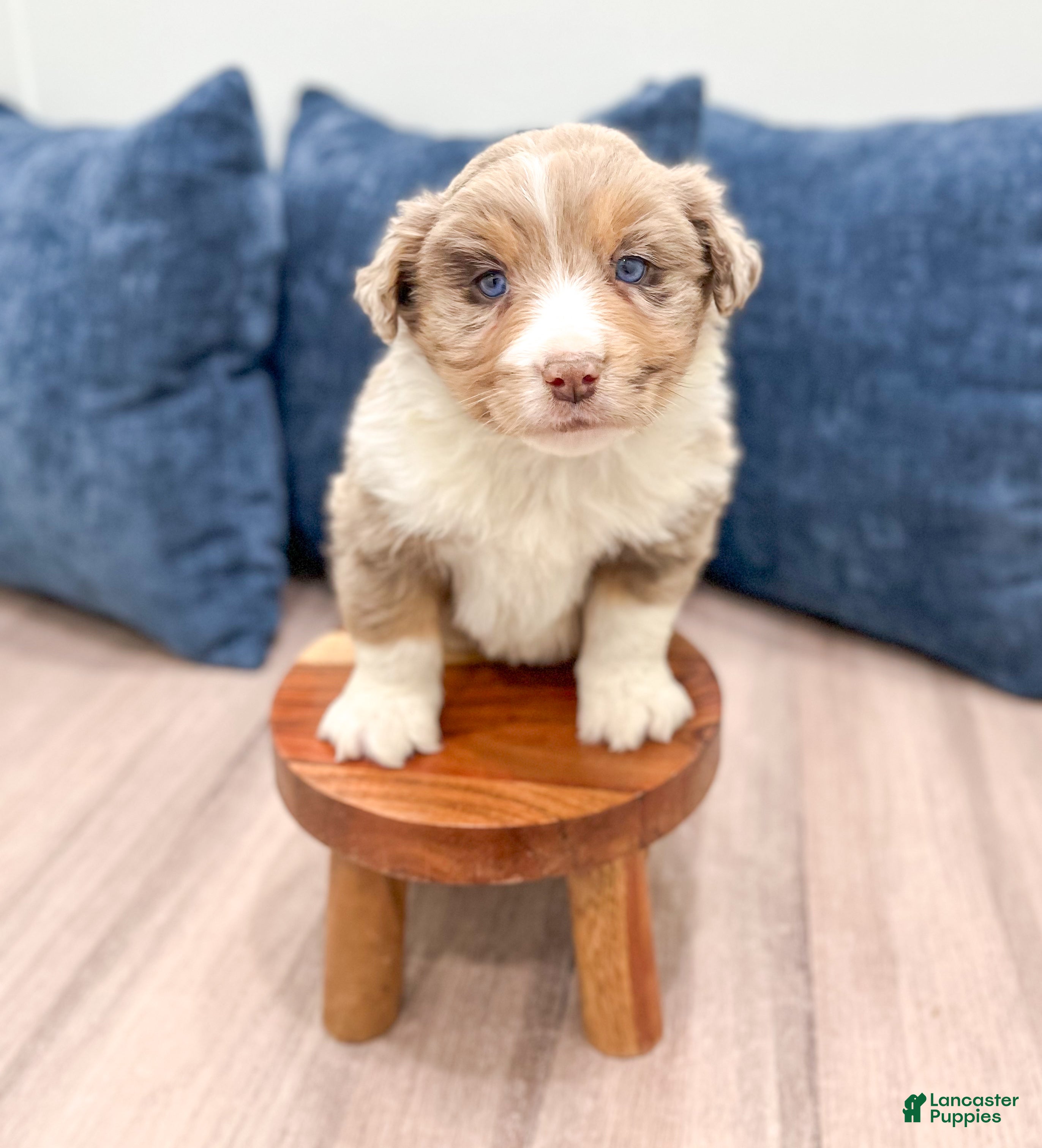 Australian Shepherd dogs Oliver - Ad 2