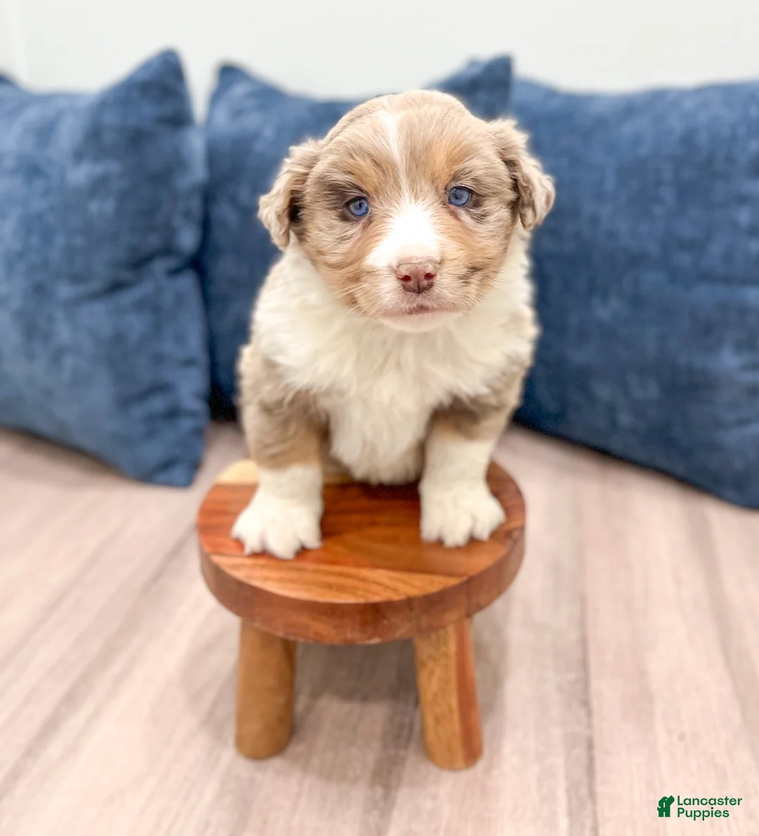 Australian Shepherd dogs for sale: Oliver - Ad 2