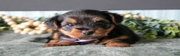 Yorkshire Terrier dogs for sale: Oakley - Ad 2