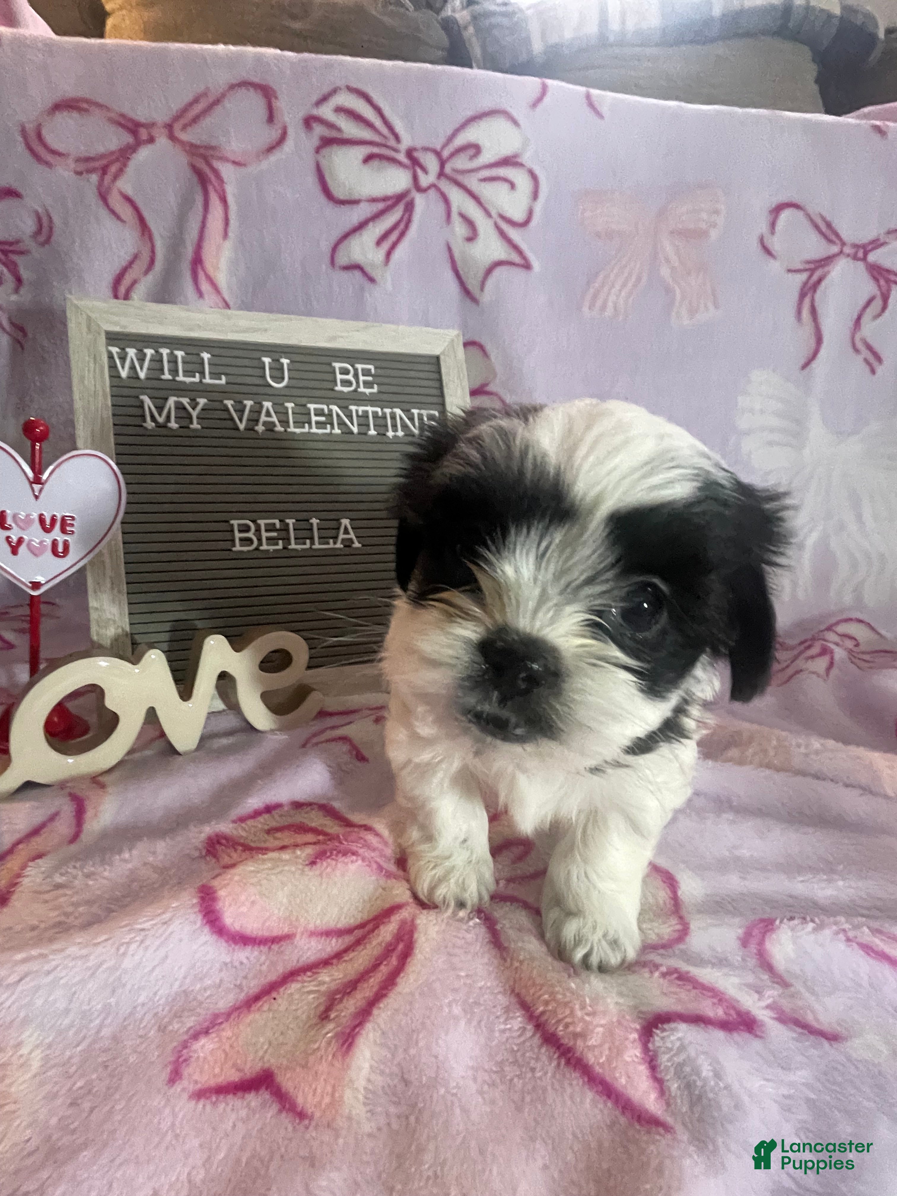 Mixed Breed dogs Bella - Ad 42