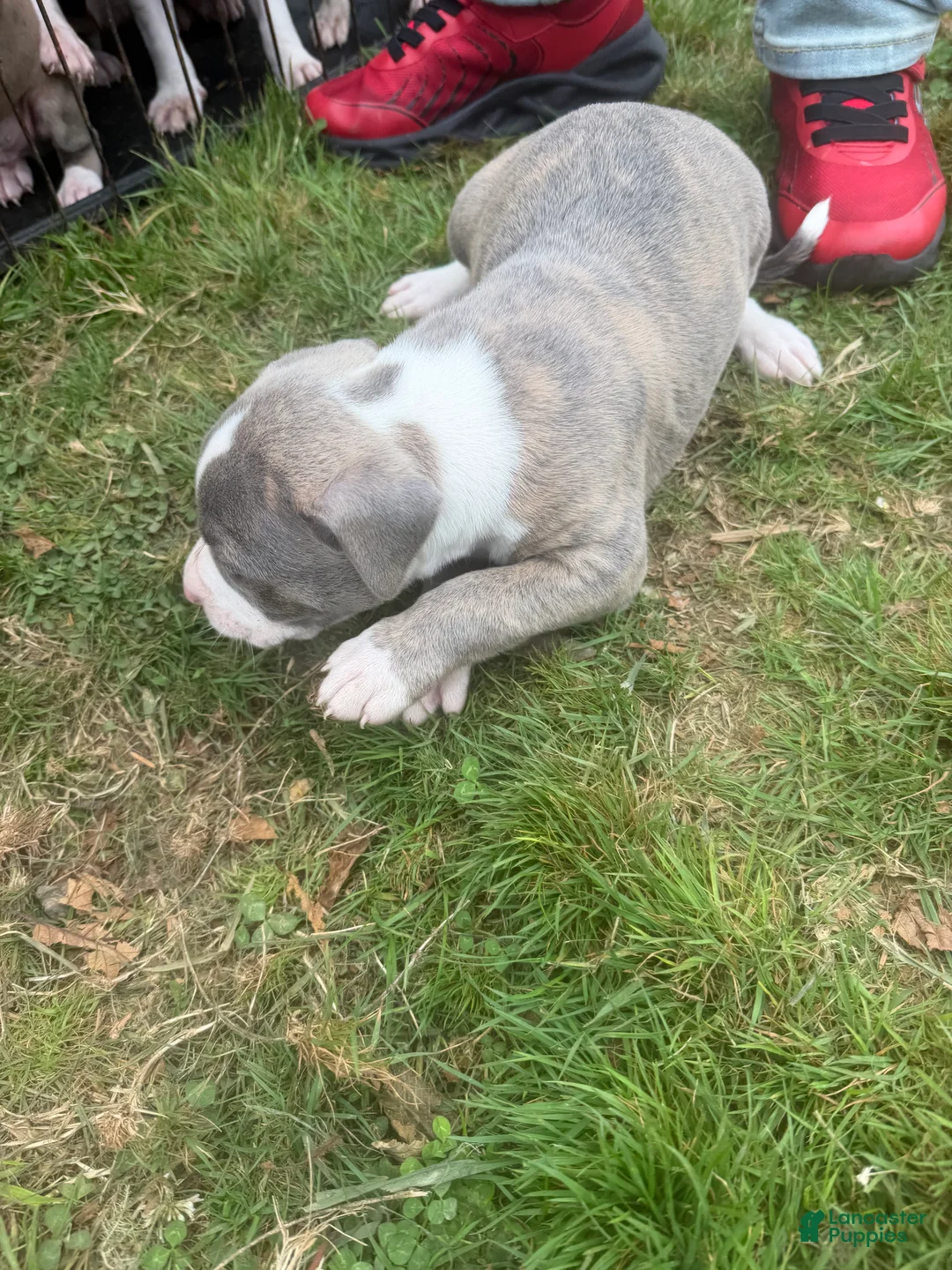 Mixed Breed dogs for sale: Mixed Breed 2 - Ad 2