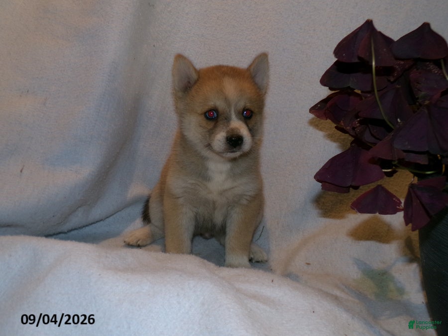 Pomsky dogs Bella - Ad 2