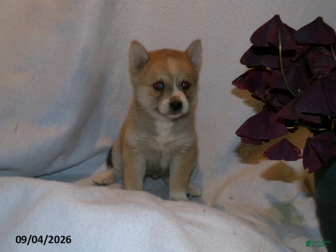 Pomsky dogs for sale: Bella - Ad 2