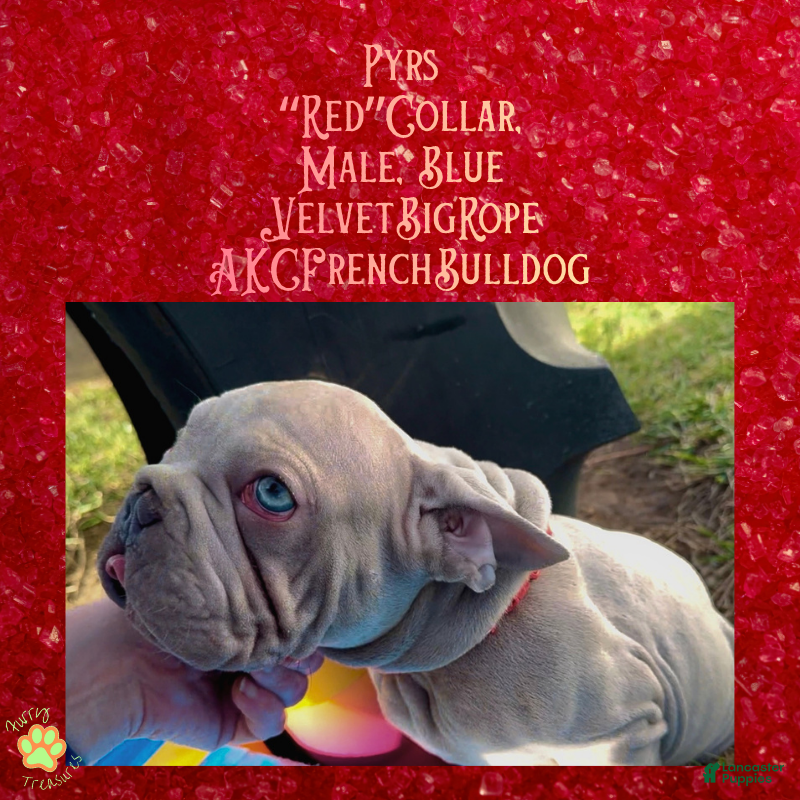 French Bulldog dogs Pyrs “Red”Collar, Male - Ad 42