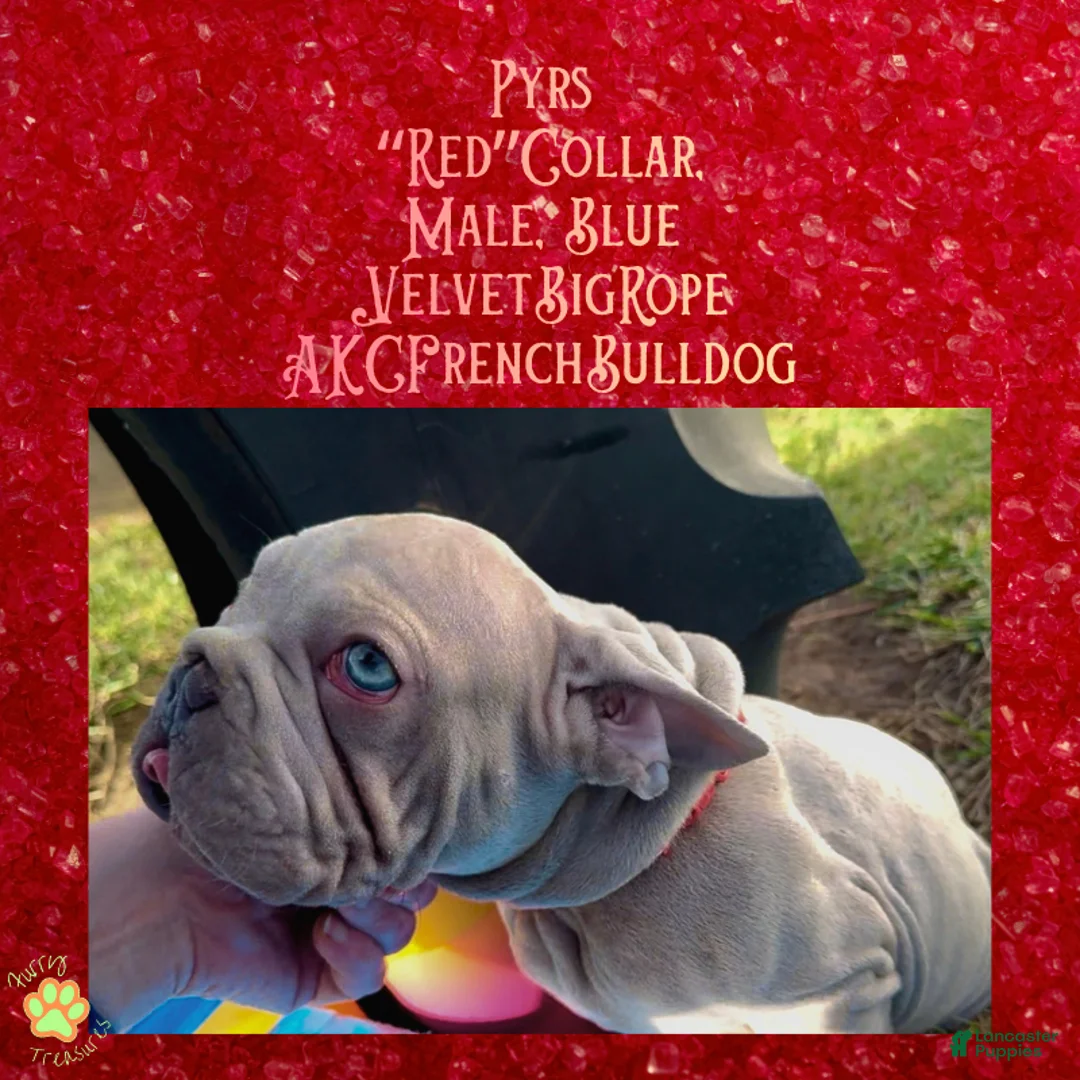 French Bulldog dogs for sale: Pyrs “Red”Collar, Male - Ad 1