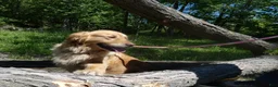 Golden Retriever dogs for sale: Golden Retriever Puppy 1 Queenie - Ad 3