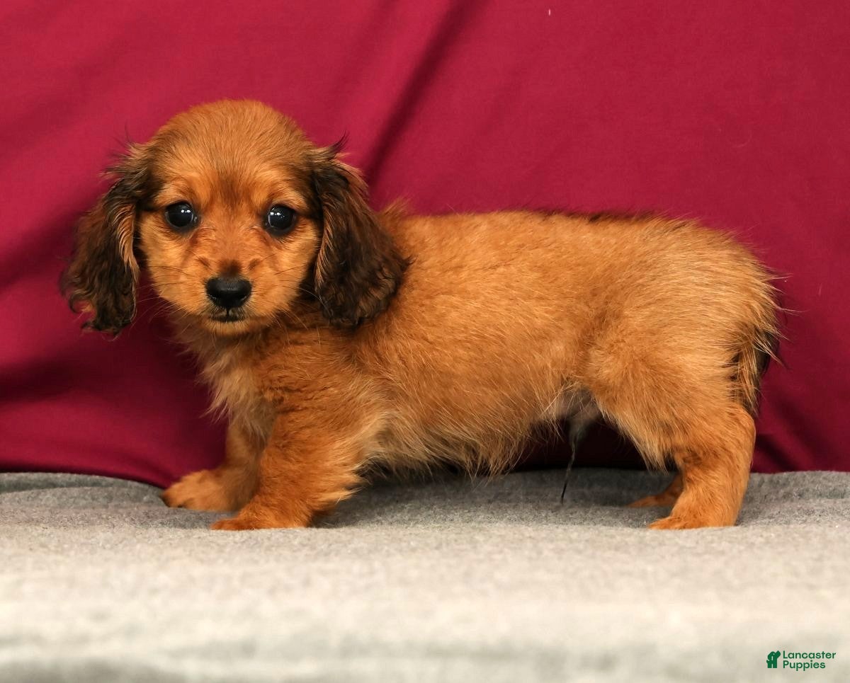 Miniature Dachshund dogs Sammy - Ad 1