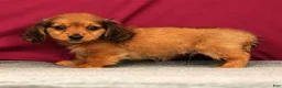 Miniature Dachshund dogs for sale: Sammy - Ad 1