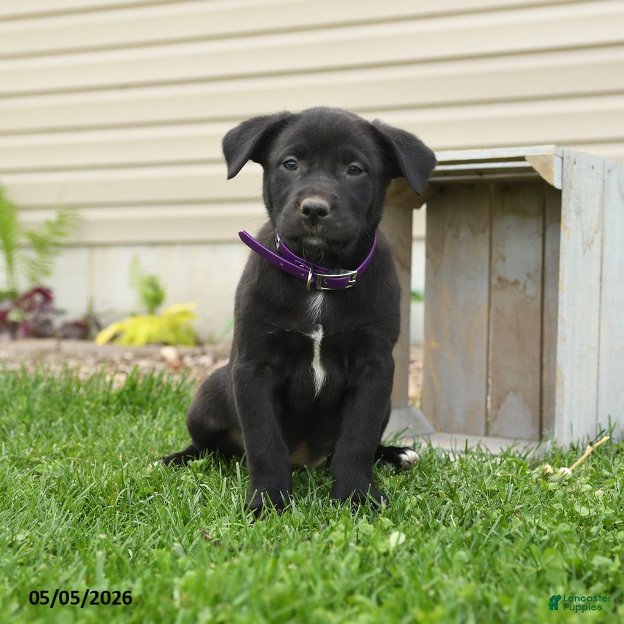 Mixed Breed dogs for sale: Betsy - Ad 2