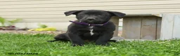 Mixed Breed dogs for sale: Betsy - Ad 1