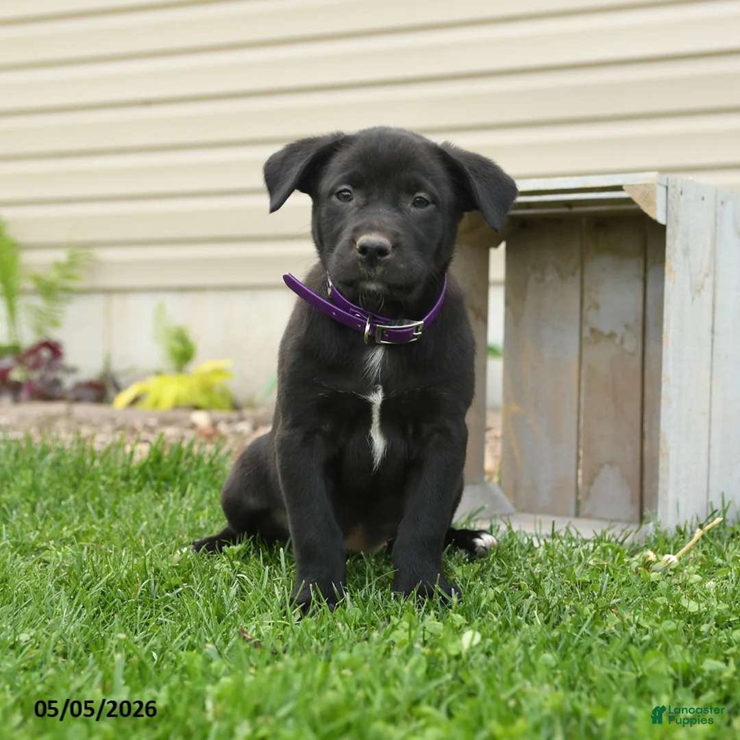 Mixed Breed dogs for sale: Betsy - Ad 1