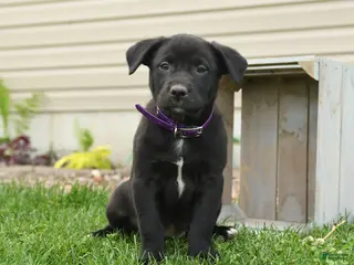 Mixed Breed dogs for sale: Betsy - Ad 2