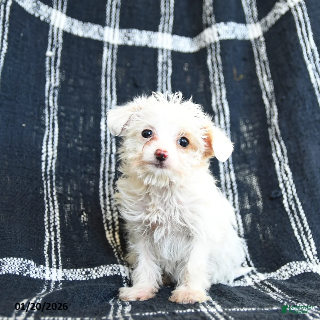 Mixed Breed dogs for sale: Snowflake - Ad 3